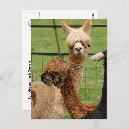Alpacas Briefkaart (Voorkant / Achterkant)