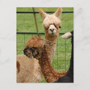 Alpacas Briefkaart