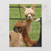Alpacas Briefkaart (Voorkant)