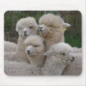 Alpacas Closeup Muismat (Voorkant)