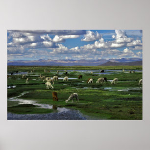 Alpacas in de Andes Poster