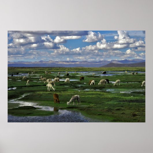 Alpacas in de Andes Poster (Voorkant)