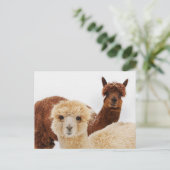 Alpaca's in de sneeuw Foto Briefkaart (Staand voorkant)