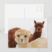 Alpaca's in de sneeuw Foto Briefkaart (Voorkant / Achterkant)