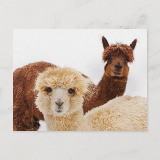 Alpaca's in de sneeuw Foto Briefkaart (Voorkant)
