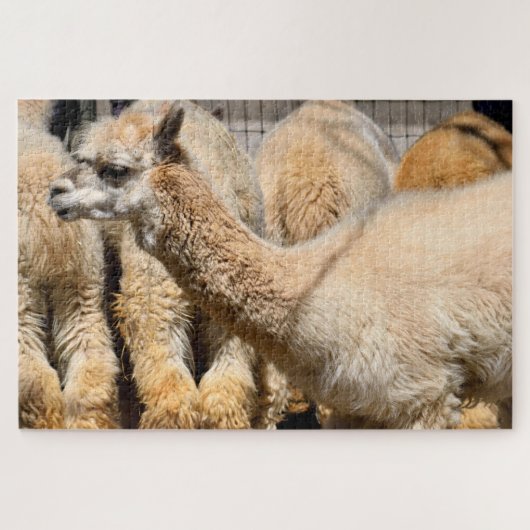 Alpaca's in het boerderij legpuzzel (Horizontaal)