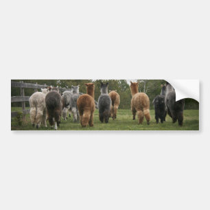 Alpacas in Motion Bumpersticker