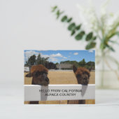 Alpacas in Templeton, Californië Briefkaart (Staand voorkant)