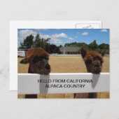Alpacas in Templeton, Californië Briefkaart (Voorkant / Achterkant)