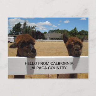 Alpacas in Templeton, Californië Briefkaart
