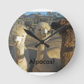Alpacas. Klok