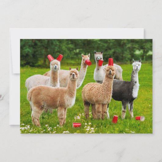Alpaca's met rode kopjes kaart (Voorkant)