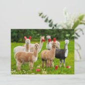 Alpaca's met rode kopjes kaart (Staand voorkant)