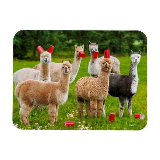 Alpaca's met rode kopjes magneet (Horizontaal)