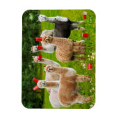 Alpaca's met rode kopjes magneet (Verticaal)