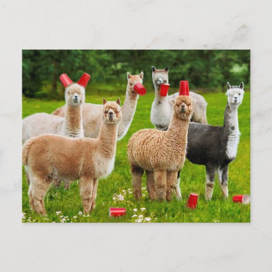 Alpaca's met rode kopjes uitnodiging briefkaart (Voorkant)