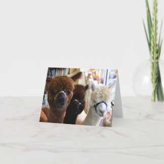 Alpacas Notecard Kaart