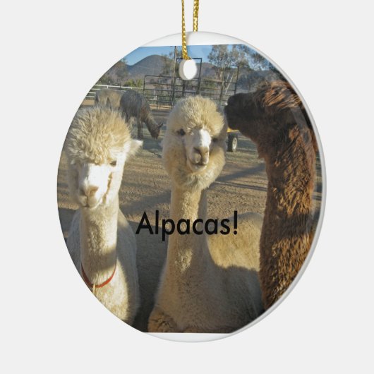 Alpacas. Ornament (Links)