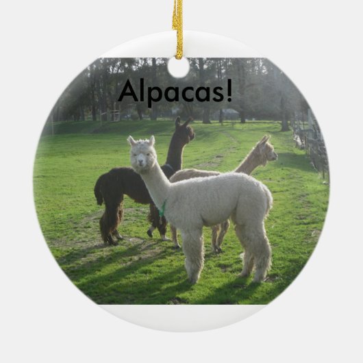 Alpacas. Ornament (Achterkant)