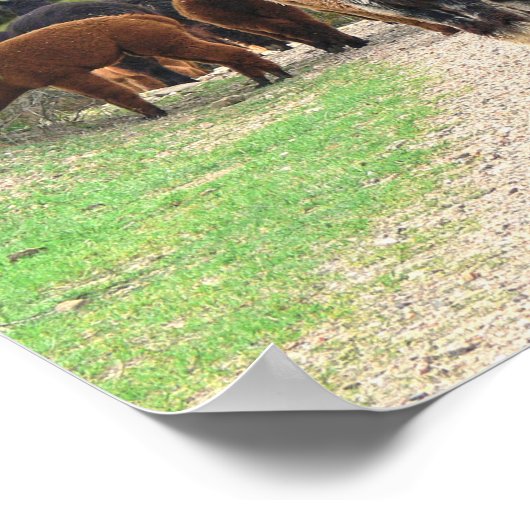 Alpacas Poster (Hoek)