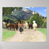 Alpacas Poster (Voorkant)