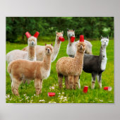 Alpacas With Red Cups Poster (Voorkant)