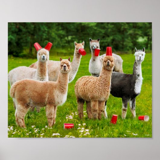 Alpacas With Red Cups Poster (Voorkant)
