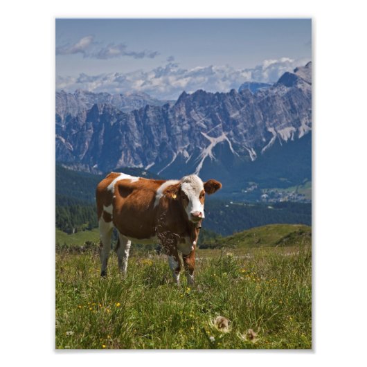 Alpen Koeienprint Foto Afdruk (Voorkant)