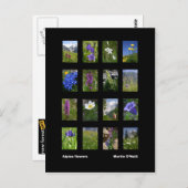 Alpenbloemen briefkaart (Voorkant / Achterkant)