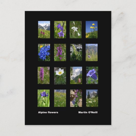 Alpenbloemen briefkaart (Voorkant)