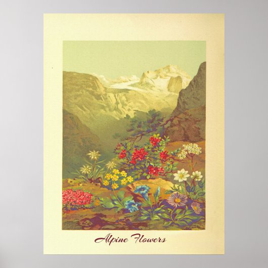 Alpenbloemen Kunst Poster (Voorkant)