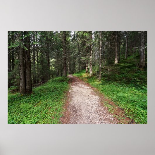 Alpenbos Poster (Voorkant)