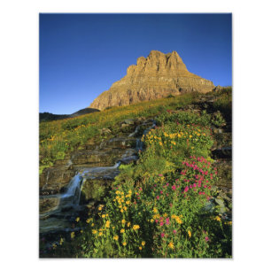 Alpene wilde bloemen & Mt Clements bij Logan Pass Foto Afdruk