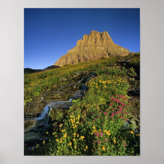 Alpene wilde bloemen & Mt Clements bij Logan Pass Poster (Voorkant)