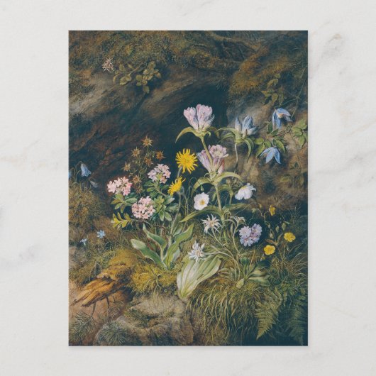 alpenflora | Theodor Petter Briefkaart (Voorkant)