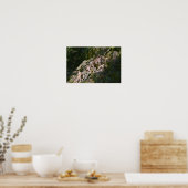 Alpenibex in de berg poster (Keuken)