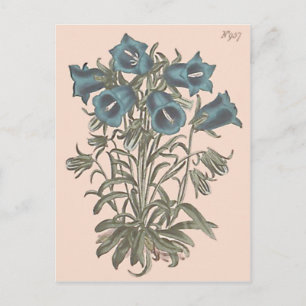 Alpenklokje botanische illustratie briefkaart