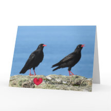 Alpenkraaien (Palores) Pyrrhocorax pyrrhocorax