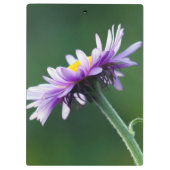 Alpenmargriet Klembord (Achterkant)