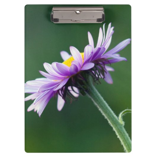Alpenmargriet Klembord (Voorkant)