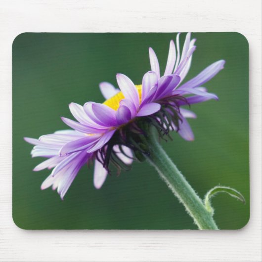 Alpenmargriet Muismat (Voorkant)