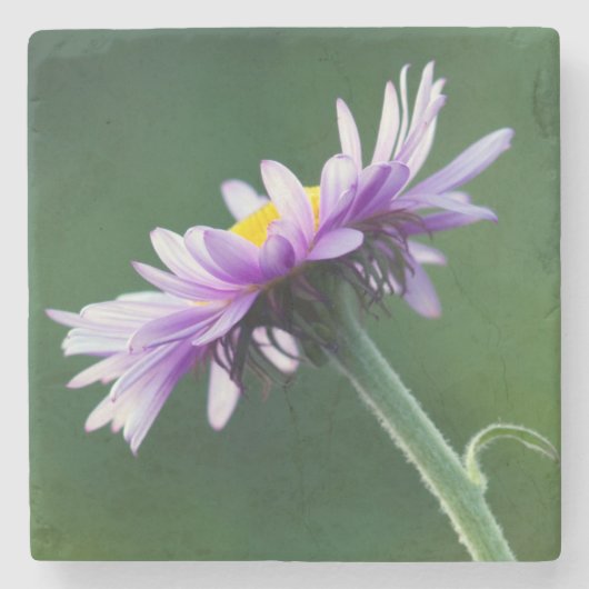 Alpenmargriet Stenen Onderzetter (Voorkant)