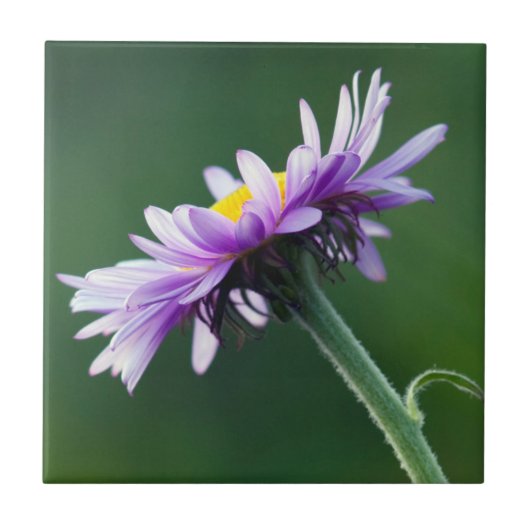 Alpenmargriet Tegeltje (Voorkant)