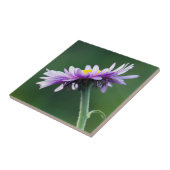 Alpenmargriet Tegeltje (Zijkant)