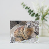 Alpenmarmot Ansichtkaart Briefkaart (Staand voorkant)