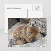Alpenmarmot Ansichtkaart Briefkaart (Voorkant / Achterkant)