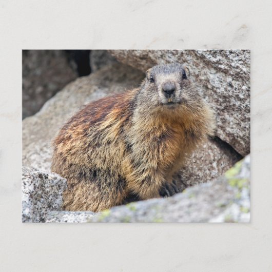 Alpenmarmot Ansichtkaart Briefkaart (Voorkant)