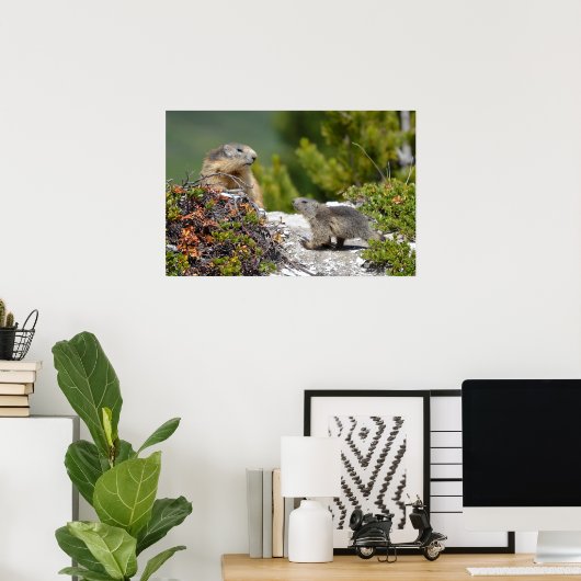 Alpenmarmot en jonge poster (Thuiskantoor)