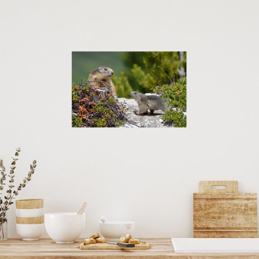 Alpenmarmot en jonge poster (Keuken)
