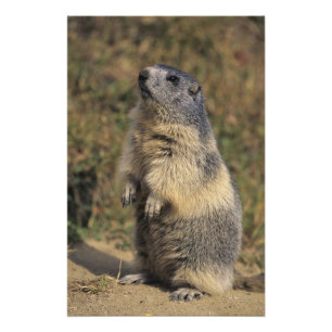 Alpenmarmot, Marmota marmota, volwassene staand Foto Afdruk